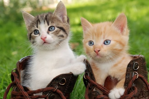 Katzen streicheln im Hubengut, Radstadt