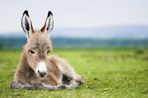 Tiere zum Streicheln